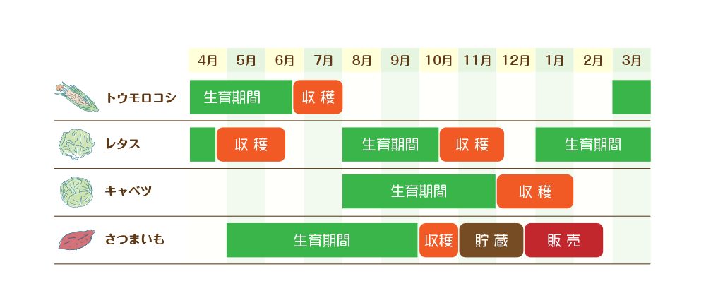 鈴木農園の野菜の収穫時期